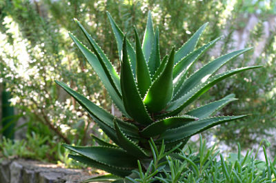 Aloe Vera