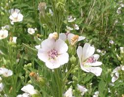 Althea officinalis