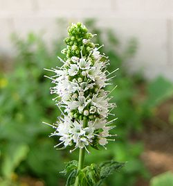 Mentha suaveolens